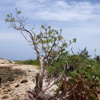 Heliotropium arboreum (Blanco) Mabb.